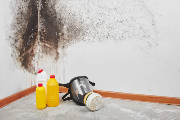 Best Attic Mold Removal  in Las Flores, CA