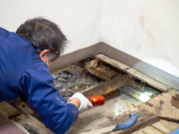 Best Home Mold Removal  in Las Flores, CA