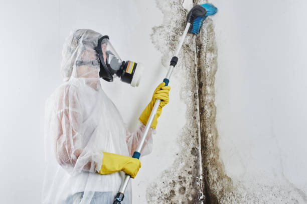 Best Fast Mold Removal  in Las Flores, CA