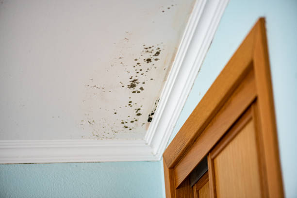 Best Toxic Mold Removal  in Las Flores, CA