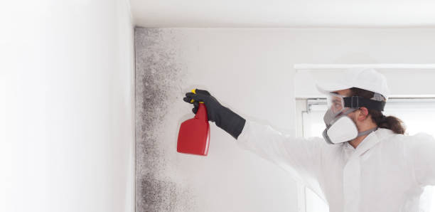 Office Mold Removal Services in Las Flores, CA