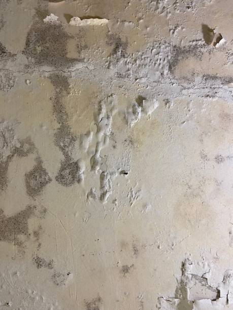 Best Mold Testing  in Las Flores, CA